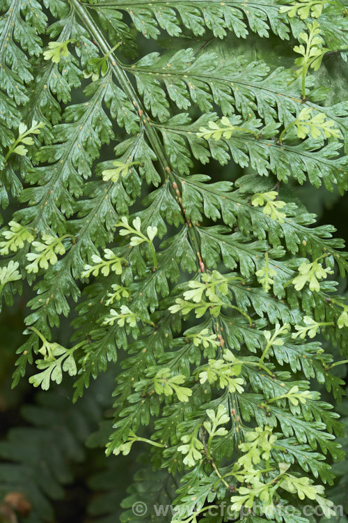 Hen and Chickens. Fern (<i>Asplenium bulbiferum</i>), an evergreen fern native to Australia and New Zealand So-named for the small plantlets that form along the edge of the fronds, as seen here. Note the abundance of scale insects on the fronds. asplenium-2279htm'>Asplenium. <a href='aspleniaceae-plant-family-photoshtml'>Aspleniaceae</a>.