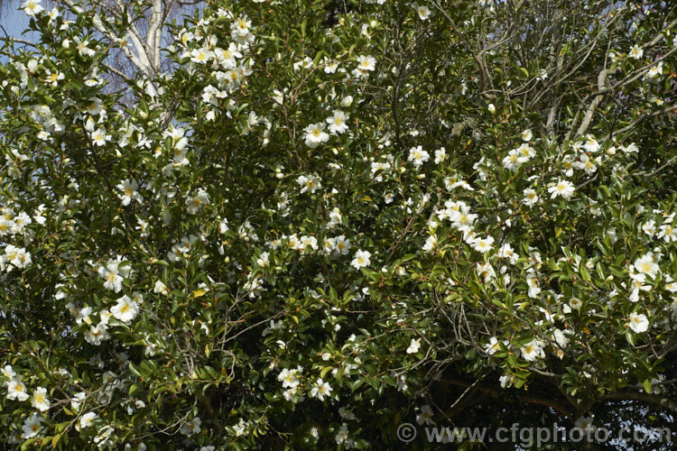 <i>Camellia</i> 'Setsugekka' (syns 'Elegant Friends', 'Fluted White'), a <i>Camellia sasanqua</i> cultivar with relatively large flowers that have wavy petals. The flower may develop a pink blush and should be shaded from hot sun to prevent burning. Order: Ericales, Family: Theaceae