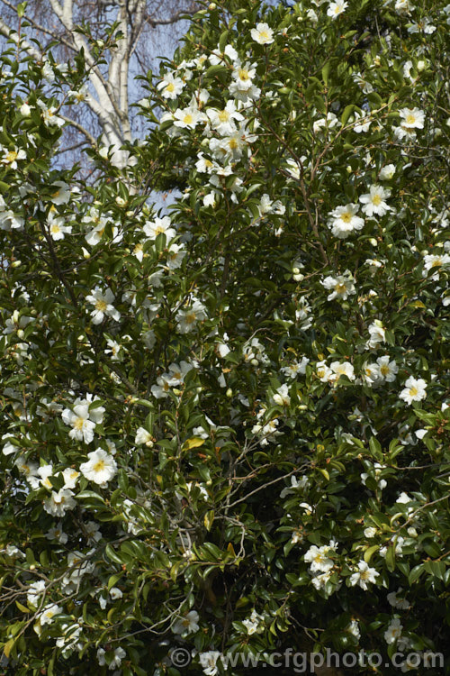 <i>Camellia</i> 'Setsugekka' (syns 'Elegant Friends', 'Fluted White'), a <i>Camellia sasanqua</i> cultivar with relatively large flowers that have wavy petals. The flower may develop a pink blush and should be shaded from hot sun to prevent burning. Order: Ericales, Family: Theaceae