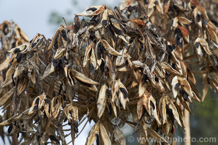 Mature seedheads of <i>Agapanthus praecox</i> with seed ready to fall. This fleshy-rooted, summer-flowering perennial is native to southern Africa. It has flower stems up to 1.2m tall and soon forms a large foliage clump. The leaves are evergreen and up to 70cm long. Order: Asparagales, Family: Amaryllidaceae