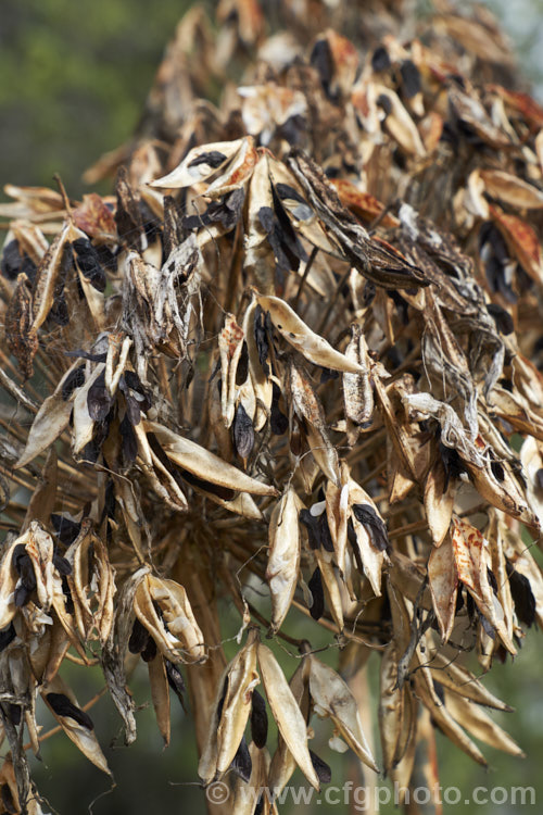 Mature seedheads of <i>Agapanthus praecox</i>, a fleshy-rooted, summer-flowering perennial native to southern Africa. It has flower stems up to 1.2m tall and soon forms a large foliage clump. Order: Asparagales, Family: Amaryllidaceae