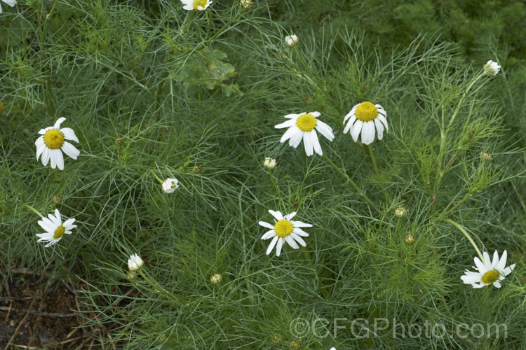 Scentless. Chamomile or Scentless. Mayweed (<i>Tripleurospermum inodorum [syn. Matricaria inodora]), an annual or short-lived perennial originally native to Eurasia but now widely naturalised in the temperate zones. In many places it is considered to be a weed, usually of waste ground. tripleurospermum-3530htm'>Tripleurospermum.