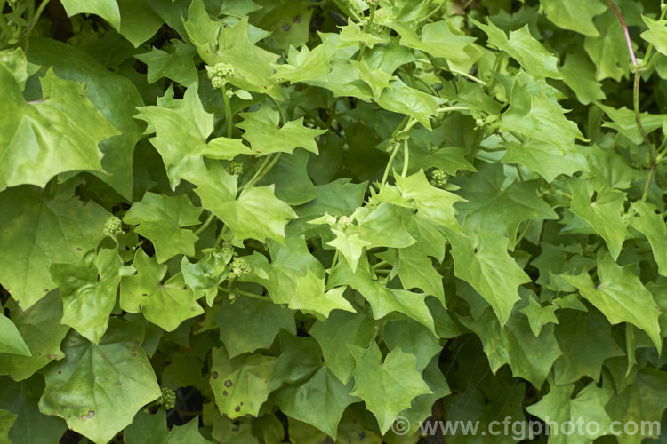 German Ivy (<i>Delairea odorata [syn. Senecio mikanioides]), a scrambling, climbing evergreen perennial or subshrub that can cover large areas and become an invasive weed. It is native to South Africa, has fleshy leaves, red-tinted stems and flowers mainly in winter. In general appearance, it is very like Senecio scandens but its flowers have no ray florets and its leaves and stems are not as succulent as those of Senecio scandens. delairea-2857htm'>Delairea.