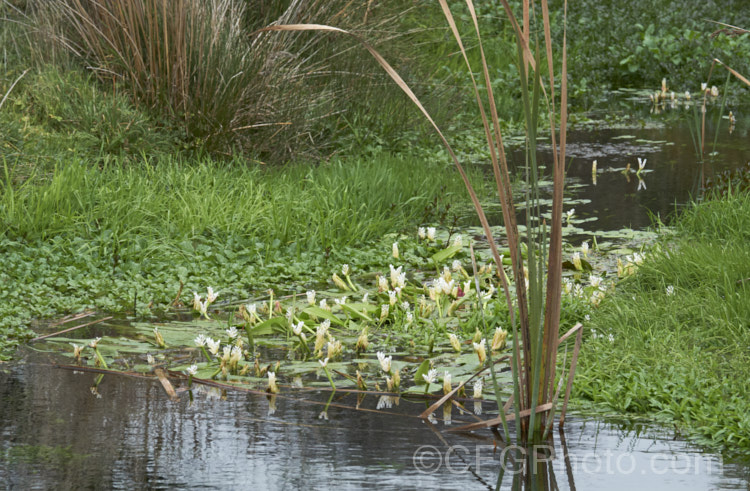 Water. Hawthorn or Cape. Pondweed (<i>Aponogeton distachyos</i>), a tuberous aquatic perennial native to South Africa, where it is grown for its edible buds and flowers. Water. Hawthorn has become widely naturalised in warm temperate and subtropical areas but is seldom invasive. aponogeton-3531htm'>Aponogeton. <a href='aponogetonaceae-plant-family-photoshtml'>Aponogetonaceae</a>.