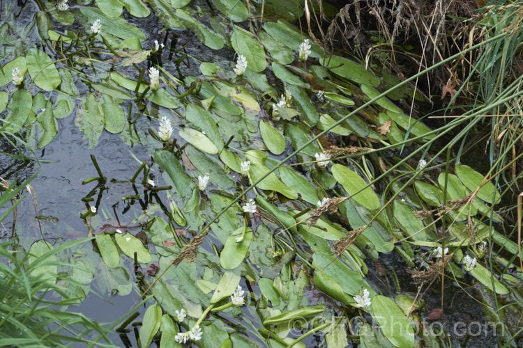 Water. Hawthorn or Cape. Pondweed (<i>Aponogeton distachyos</i>), a tuberous aquatic perennial native to South Africa, where it is grown for its edible buds and flowers. Water. Hawthorn has become widely naturalised in warm temperate and subtropical areas but is seldom invasive. aponogeton-3531htm'>Aponogeton. <a href='aponogetonaceae-plant-family-photoshtml'>Aponogetonaceae</a>.