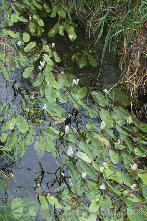 Water. Hawthorn or Cape. Pondweed (<i>Aponogeton distachyos</i>), a tuberous aquatic perennial native to South Africa, where it is grown for its edible buds and flowers. Water. Hawthorn has become widely naturalised in warm temperate and subtropical areas but is seldom invasive. aponogeton-3531htm'>Aponogeton. <a href='aponogetonaceae-plant-family-photoshtml'>Aponogetonaceae</a>.