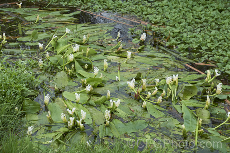 Water. Hawthorn or Cape. Pondweed (<i>Aponogeton distachyos</i>), a tuberous aquatic perennial native to South Africa, where it is grown for its edible buds and flowers. Water. Hawthorn has become widely naturalised in warm temperate and subtropical areas but is seldom invasive. aponogeton-3531htm'>Aponogeton. <a href='aponogetonaceae-plant-family-photoshtml'>Aponogetonaceae</a>.