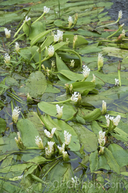 Water. Hawthorn or Cape. Pondweed (<i>Aponogeton distachyos</i>), a tuberous aquatic perennial native to South Africa, where it is grown for its edible buds and flowers. Water. Hawthorn has become widely naturalised in warm temperate and subtropical areas but is seldom invasive. aponogeton-3531htm'>Aponogeton. <a href='aponogetonaceae-plant-family-photoshtml'>Aponogetonaceae</a>.