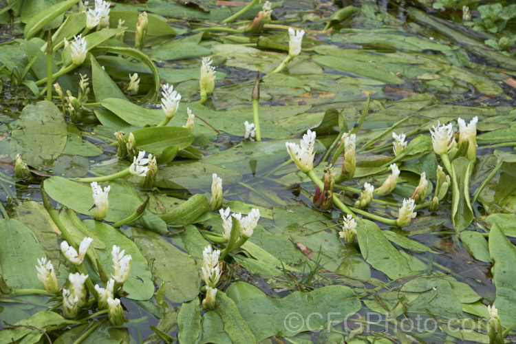 Water. Hawthorn or Cape. Pondweed (<i>Aponogeton distachyos</i>), a tuberous aquatic perennial native to South Africa, where it is grown for its edible buds and flowers. Water. Hawthorn has become widely naturalised in warm temperate and subtropical areas but is seldom invasive. aponogeton-3531htm'>Aponogeton. <a href='aponogetonaceae-plant-family-photoshtml'>Aponogetonaceae</a>.