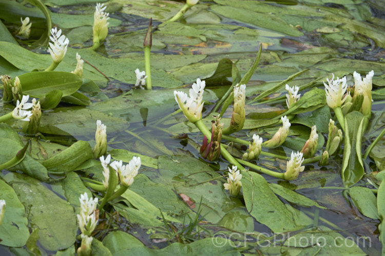 Water. Hawthorn or Cape. Pondweed (<i>Aponogeton distachyos</i>), a tuberous aquatic perennial native to South Africa, where it is grown for its edible buds and flowers. Water. Hawthorn has become widely naturalised in warm temperate and subtropical areas but is seldom invasive. aponogeton-3531htm'>Aponogeton. <a href='aponogetonaceae-plant-family-photoshtml'>Aponogetonaceae</a>.