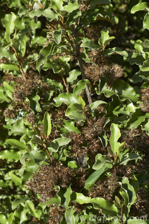 Akiraho (<i>Olearia paniculata</i>), a 2-6m tall evergreen shrub native to New Zealand. The clusters of tiny flowers cream flower open in autumn and are very fragrant. By early winter they have developed into the dry seedheads shown here. This species is a popular hedging plant. The katydid is the species. Caedicia simplex. Order: Asterales, Family: Asteraceae