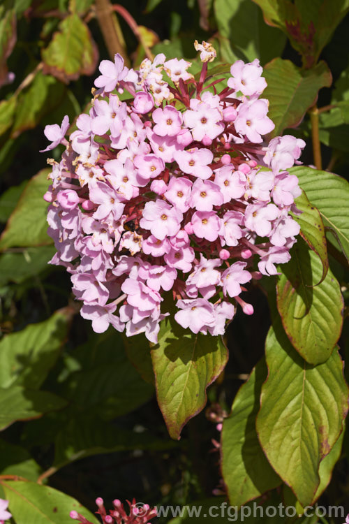 Luculia gratissima 'Early. Dawn', a large-flowered cultivar of a shrub native to the Himalayan region. Winter to early spring is the main blooming season and the flowers are strongly fragrant. luculia-3107htm'>Luculia. <a href='rubiaceae-plant-family-photoshtml'>Rubiaceae</a>.