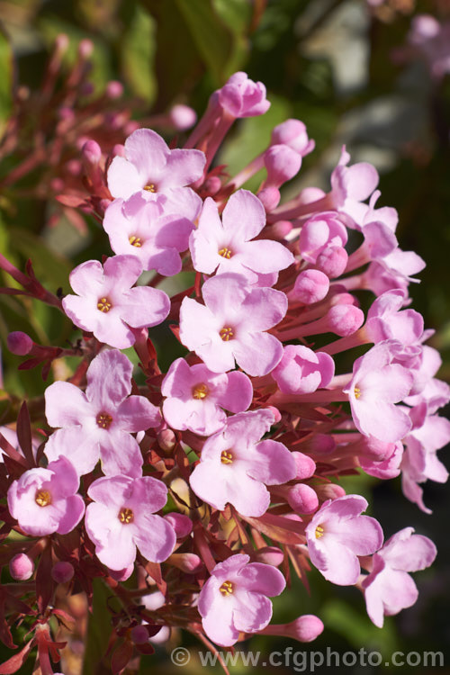 Luculia gratissima 'Early. Dawn', a large-flowered cultivar of a shrub native to the Himalayan region. Winter to early spring is the main blooming season and the flowers are strongly fragrant. luculia-3107htm'>Luculia. <a href='rubiaceae-plant-family-photoshtml'>Rubiaceae</a>.