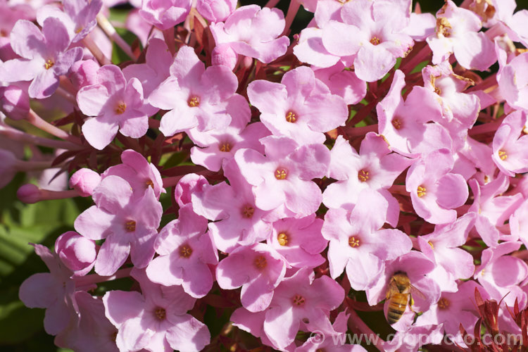 Luculia gratissima 'Early. Dawn', a large-flowered cultivar of a shrub native to the Himalayan region. Winter to early spring is the main blooming season and the flowers are strongly fragrant. luculia-3107htm'>Luculia. <a href='rubiaceae-plant-family-photoshtml'>Rubiaceae</a>.