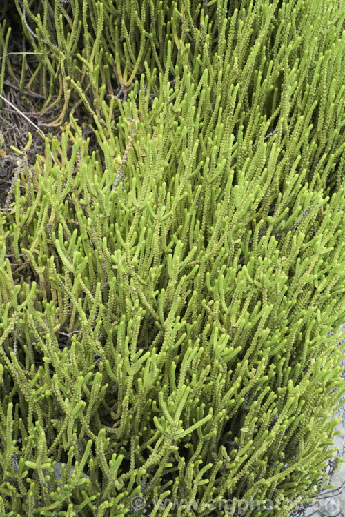 Watch. Chain or Princess Pine (<i>Crassula muscosa [syns. Crassula lycopodioides, Sedum lycopodioides</i>) growing on a rocky bank with Gazania and Lobularia. This small, spreading, southern African succulent has minute white flowers. It is mainly cultivated for its growth habit, foliage and ability to thrive in dry rock crevices. crassula-2829htm'>Crassula. <a href='crassulaceae-plant-family-photoshtml'>Crassulaceae</a>.