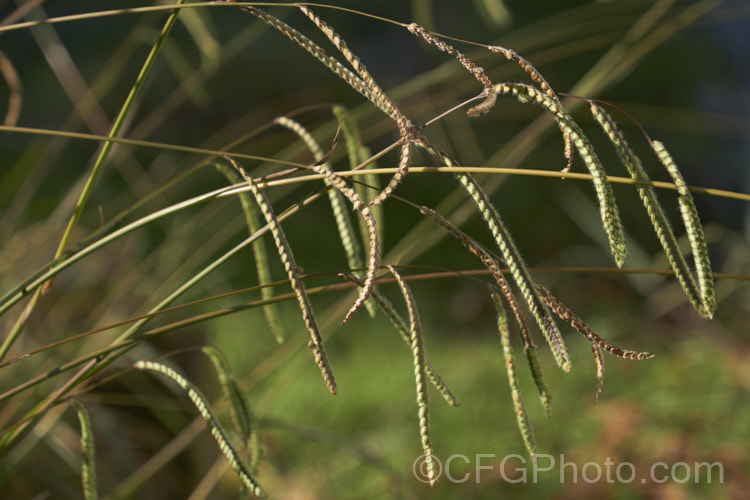 Dallis. Grass or Paspalum (<i>Paspalum dilitatum</i>), a quick-growing, spreading perennial grass from Brazil and Argentina that is widely considered to be a weed outside its native range. It has short but strong rhizomes, can cover a large area and has resistance to some herbicides. As seen here, the flower and seedheads are quite distinctive. paspalum-3533htm'>Paspalum. .