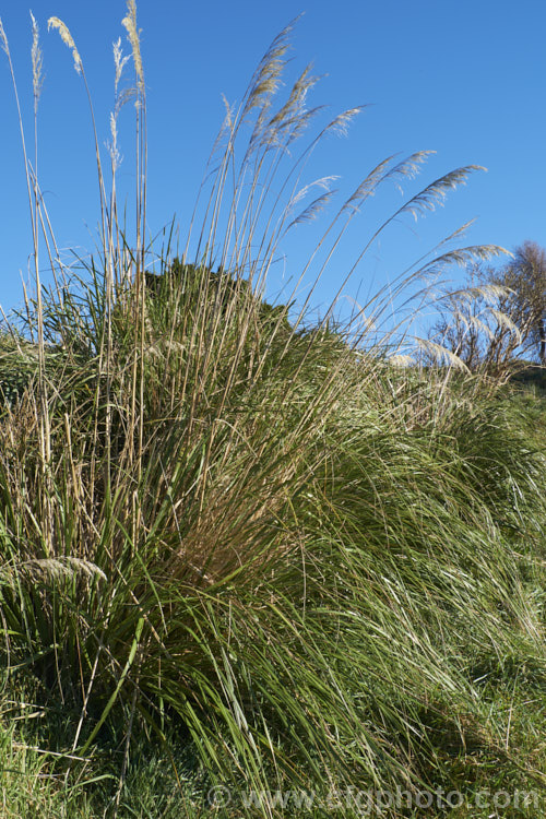 Toe. Toe (<i>Cortaderia richardii [syn. Austroderia richardii]), a 2-3m tall grass native to New Zealand It is superficially similar to the South American pampas grass (<i>Cortaderia selloana</i>) but has narrower leaves and less densely packed flower plumes. austroderia-3545htm'>Austroderia. .