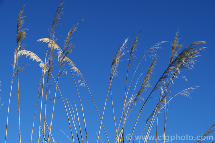 The dried seedheads of Toe. Toe (<i>Cortaderia richardii [syn. Austroderia richardii]), a 2-3m tall grass native to New Zealand It is superficially similar to the South American pampas grass (<i>Cortaderia selloana</i>) but has narrower leaves and less densely packed flower plumes. austroderia-3545htm'>Austroderia. .