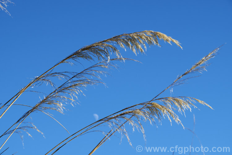 The dried seedheads of Toe. Toe (<i>Cortaderia richardii [syn. Austroderia richardii]), a 2-3m tall grass native to New Zealand It is superficially similar to the South American pampas grass (<i>Cortaderia selloana</i>) but has narrower leaves and less densely packed flower plumes. austroderia-3545htm'>Austroderia. .