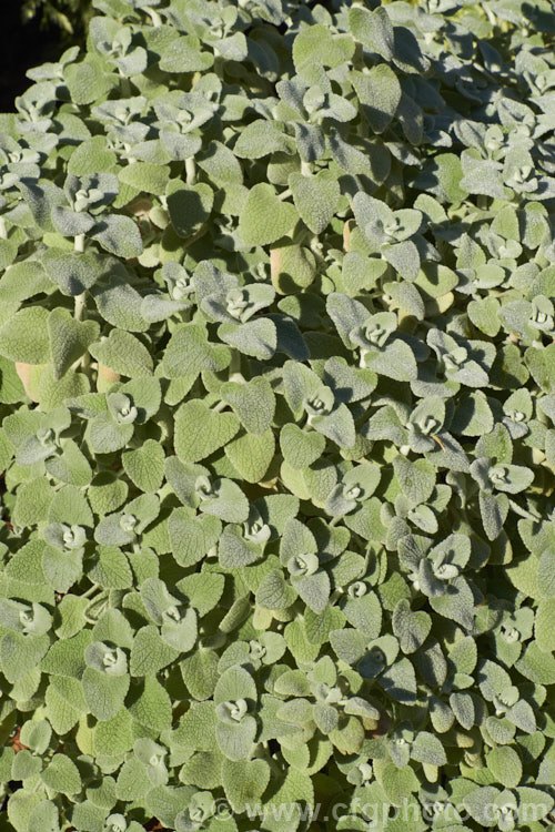 The foliage of False Dittany or Grecian. Horehound (<i>Ballota pseudodictamnus</i>). This evergreen subshrub has felted pale green to grey-green leaves that are its main attraction, though it does produce whorls of small white and mauve, verticillaster-borne flowers from late spring. It grows to around 50cm high x 1m wide and is native to Greece, Turkey, Crete and Libya. ballota-2591htm'>Ballota.