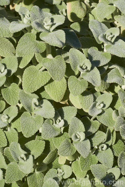 The foliage of False Dittany or Grecian. Horehound (<i>Ballota pseudodictamnus</i>). This evergreen subshrub has felted pale green to grey-green leaves that are its main attraction, though it does produce whorls of small white and mauve, verticillaster-borne flowers from late spring. It grows to around 50cm high x 1m wide and is native to Greece, Turkey, Crete and Libya. ballota-2591htm'>Ballota.