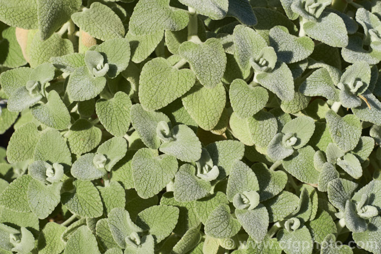 The foliage of False Dittany or Grecian. Horehound (<i>Ballota pseudodictamnus</i>). This evergreen subshrub has felted pale green to grey-green leaves that are its main attraction, though it does produce whorls of small white and mauve, verticillaster-borne flowers from late spring. It grows to around 50cm high x 1m wide and is native to Greece, Turkey, Crete and Libya. ballota-2591htm'>Ballota.