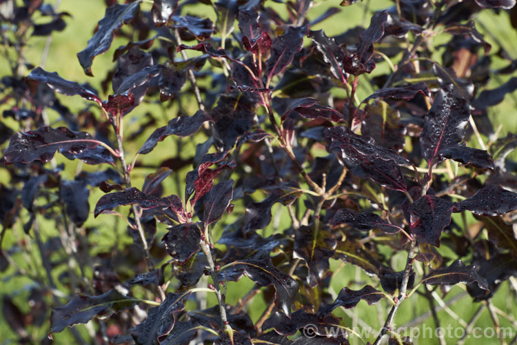 The very dark winter foliage of Pittosporum tenuifolium 'Tom. Thumb', a dwarf, bronze-purple-foliaged cultivar. It grows to around 1m tall and was introduced in the early 1960s. Order: Apiales, Family: Pittosporaceae