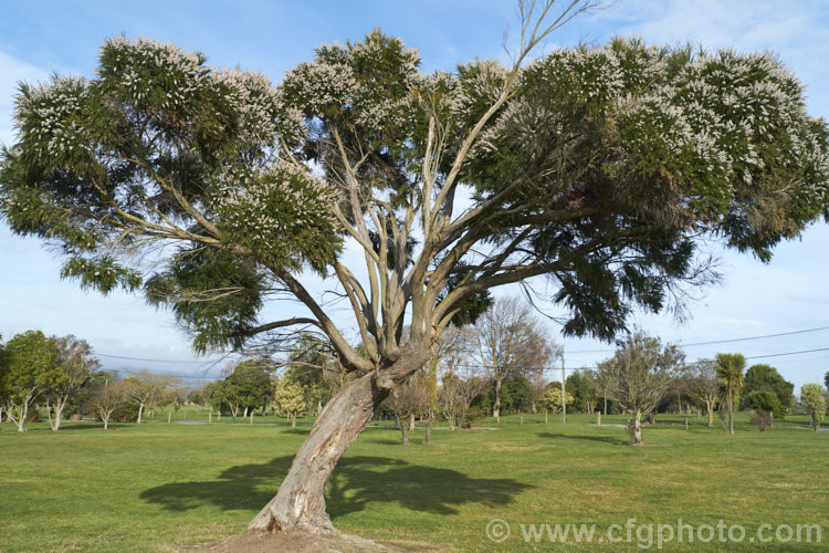 Taxandria juniperina (<i>Agonis juniperina</i>), a popular. Western Australian shrub or small tree often used in floristry. It blooms for a long period for early autumn until well into spring. taxandria-3350htm'>Taxandria. .