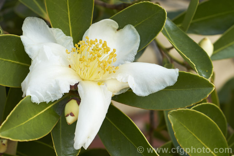 Gordonia axillaris, an evergreen shrub or tree closely related to the camellias. A native of China and Taiwan it flowers in winter and early spring and grows to as much as 12m tall in the wild. gordonia-3004htm'>Gordonia. <a href='theaceae-plant-family-photoshtml'>Theaceae</a>.