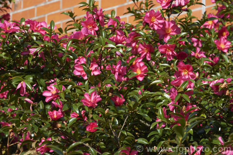 <i>Camellia</i> 'Kanjiro', a vigorous <i>Camellia sasanqua</i> cultivar that with considerable age will develop into a small tree. Its deep pink flowers have pale centres to the petals, an effect created by very fine flecking. For many years 'Kanjiro' was known as 'Hiryu' in Australia and New Zealand, but that is actually a completely different plant. Order: Ericales, Family: Theaceae