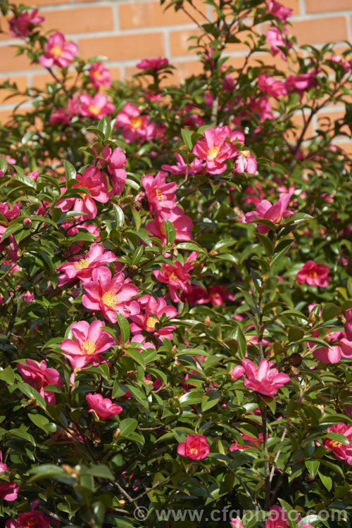 <i>Camellia</i> 'Kanjiro', a vigorous <i>Camellia sasanqua</i> cultivar that with considerable age will develop into a small tree. Its deep pink flowers have pale centres to the petals, an effect created by very fine flecking. For many years 'Kanjiro' was known as 'Hiryu' in Australia and New Zealand, but that is actually a completely different plant. Order: Ericales, Family: Theaceae