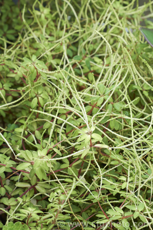 Peperomia rubella, a small bushy perennial with tiny leathery leaves on conspicuously red-tinted stems. It is native to the West Indies and grows to around 15cm tall and somewhat wider. The flower spikes are thin and wiry. peperomia-2144htm'>Peperomia. <a href='piperaceae-plant-family-photoshtml'>Piperaceae</a>.