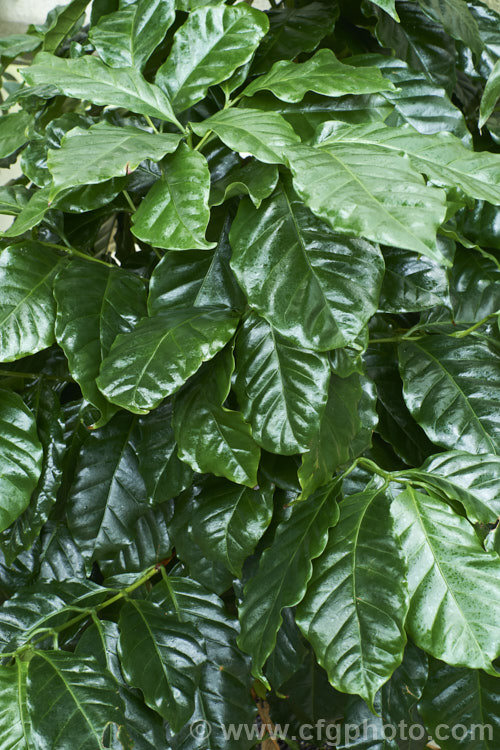 Arabian. Coffee (<i>Coffea arabica</i>), one of the two main species of commercial coffee, it has a lower yield and is more susceptible to disease than Coffea canephora (syn. Coffea robusta</i>), but produces a smoother coffee, better flavoured coffee. It is an evergreen shrub or small tree from Ethiopia and Sudan. It produces an abundance of fragrant white flowers that develop into berries, each containing two of the familiar seeds or 'beans'. coffea-2814htm'>Coffea. <a href='rubiaceae-plant-family-photoshtml'>Rubiaceae</a>.