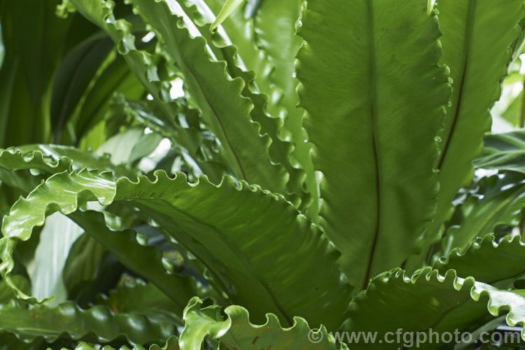 Bird's Nest. Fern (<i>Asplenium nidus</i>), found throughout the Old. World tropics, this fern has undivided leathery fronds up to 15m long. The common name refers to the rosette-like growth habit that forms a central 'nest'. As can just be seen here in the lower part of the picture, the sporangia form in thin bands on the undersides of the mature foliage. asplenium-2279htm'>Asplenium. <a href='aspleniaceae-plant-family-photoshtml'>Aspleniaceae</a>.