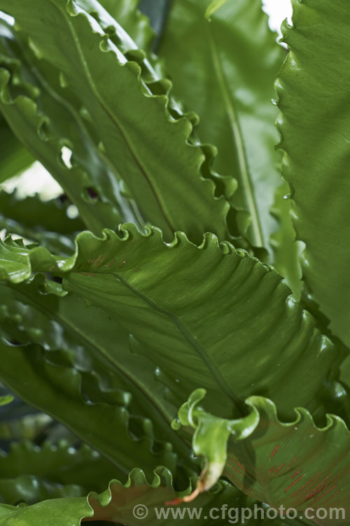 Bird's Nest. Fern (<i>Asplenium nidus</i>), found throughout the Old. World tropics, this fern has undivided leathery fronds up to 15m long. The common name refers to the rosette-like growth habit that forms a central 'nest'. As can just be seen here in the lower part of the picture, the sporangia form in thin bands on the undersides of the mature foliage. asplenium-2279htm'>Asplenium. <a href='aspleniaceae-plant-family-photoshtml'>Aspleniaceae</a>.