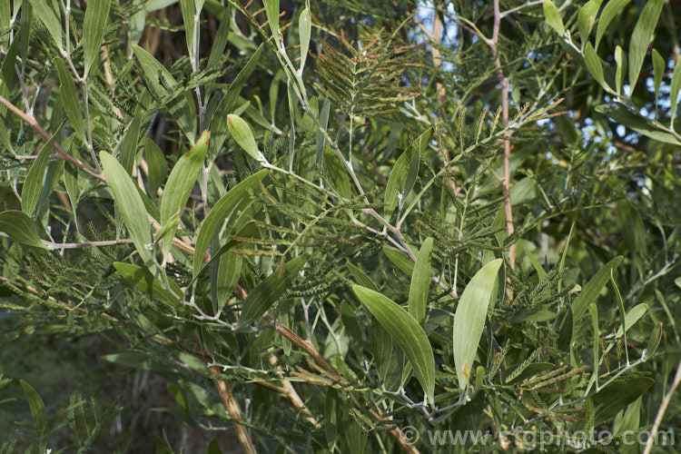 Blackwood (<i>Acacia melanoxylon</i>) at the stage where it is losing its juvenile bipinnate leaves and developing its adult sickle-shaped phyllodes. This Tasmanian evergreen tree grows to around 30m tall It is an important timber tree that is also coppiced to provide firewood. Order: Fabales, Family: Fabaceae