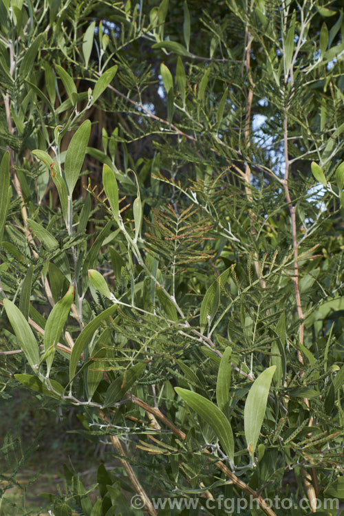 Blackwood (<i>Acacia melanoxylon</i>) at the stage where it is losing its juvenile bipinnate leaves and developing its adult sickle-shaped phyllodes. This Tasmanian evergreen tree grows to around 30m tall It is an important timber tree that is also coppiced to provide firewood. Order: Fabales, Family: Fabaceae