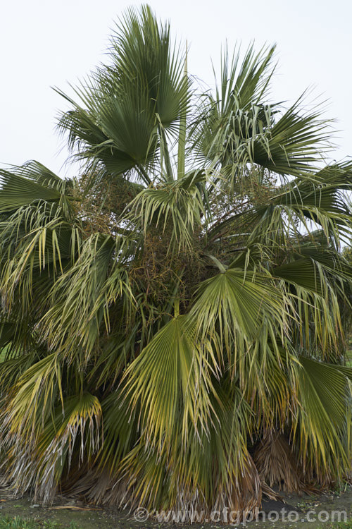 Guadalupe Palm (<i>Brahea edulis</i>), a 10m tall fan palm endemic to GuadalupeIsland off the western coast of Mexico. It produces large sprays of tiny flowers that develop into edible date-like black fruits. Order: Arecales, Family: Arecaceae