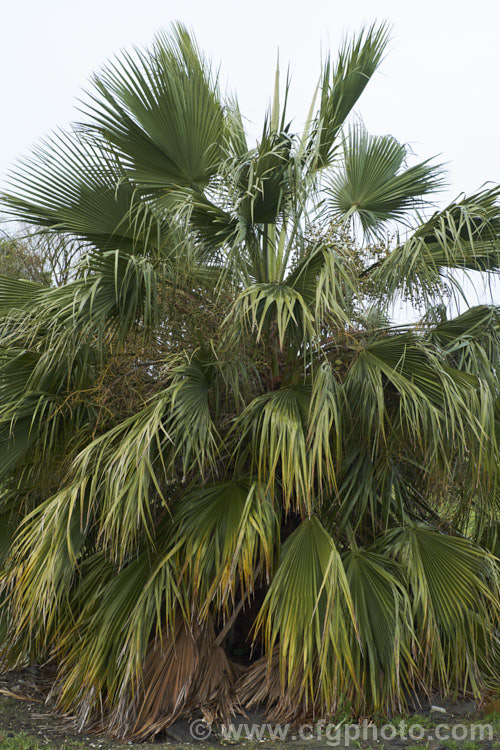 Guadalupe Palm (<i>Brahea edulis</i>), a 10m tall fan palm endemic to GuadalupeIsland off the western coast of Mexico. It produces large sprays of tiny flowers that develop into edible date-like black fruits. Order: Arecales, Family: Arecaceae