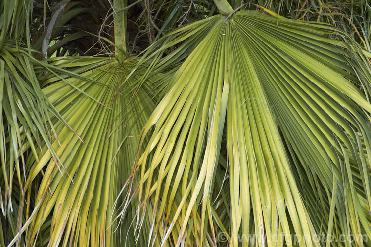 The foliage of the Guadalupe Palm (<i>Brahea edulis</i>), a 10m tall fan palm endemic to GuadalupeIsland off the western coast of Mexico. It produces large sprays of tiny flowers that develop into edible date-like black fruits. The leaves are similar to those of the more common. Washingtonia palms but their petioles are smooth, while those of Washingtonia are armed with fierce recurved teeth. Order: Arecales, Family: Arecaceae