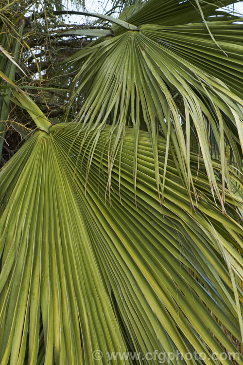 The foliage of the Guadalupe Palm (<i>Brahea edulis</i>), a 10m tall fan palm endemic to GuadalupeIsland off the western coast of Mexico. It produces large sprays of tiny flowers that develop into edible date-like black fruits. The leaves are similar to those of the more common. Washingtonia palms but their petioles are smooth, while those of Washingtonia are armed with fierce recurved teeth. Order: Arecales, Family: Arecaceae