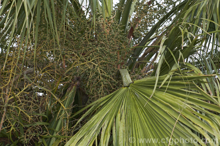 Guadalupe Palm (<i>Brahea edulis</i>), a 10m tall fan palm endemic to GuadalupeIsland off the western coast of Mexico. It produces large sprays of tiny flowers that develop into edible date-like black fruits. The fruits shown here are about full size but not yet ripe. Order: Arecales, Family: Arecaceae