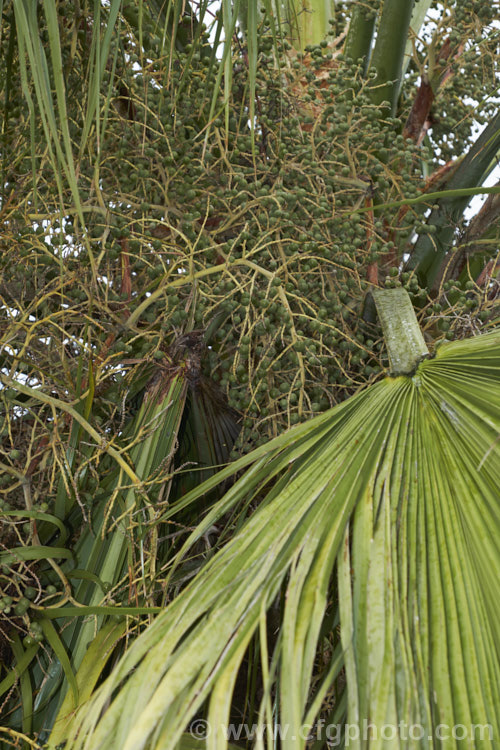 Guadalupe Palm (<i>Brahea edulis</i>), a 10m tall fan palm endemic to GuadalupeIsland off the western coast of Mexico. It produces large sprays of tiny flowers that develop into edible date-like black fruits. The fruits shown here are about full size but not yet ripe. Order: Arecales, Family: Arecaceae