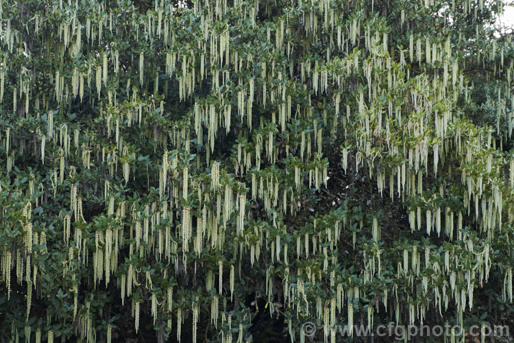 Tassel. Tree (<i>Garrya elliptica 'James. Roof'), a large-flowered male cultivar of a winter-flowering native of the western United States grows to around 5m tall Only male plants bear particularly long catkins. garrya-2288htm'>Garrya. <a href='garryaceae-plant-family-photoshtml'>Garryaceae</a>.