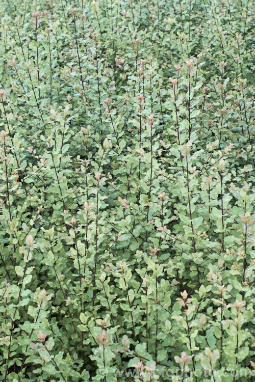 Pittosporum tenuifolium Wrinkle Blue photo at Pictures of Plants stock ...