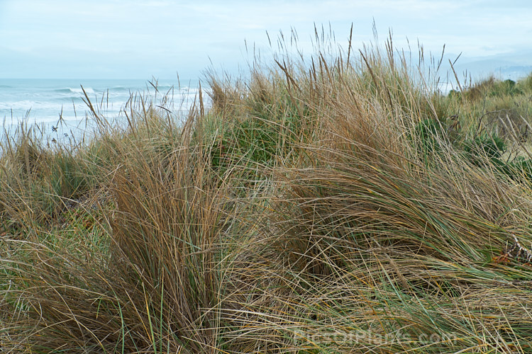 European Marram Grass or European Beach Grass (<i>Ammophila arenaria</i>), a coastal grass that builds and retains sand dunes due to the way it traps sand around the base of the foliage. Its native range is the coastal. North Atlantic, but is has been widely introduced in many areas for dune stabilisation. However, its invasive tendencies have given it a bad reputation for displacing native grasses. Order: Poales, Family: Poaceae