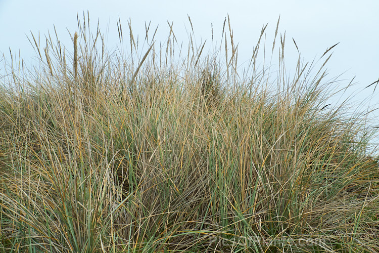 European Marram Grass or European Beach Grass (<i>Ammophila arenaria</i>), a coastal grass that builds and retains sand dunes due to the way it traps sand around the base of the foliage. Its native range is the coastal. North Atlantic, but is has been widely introduced in many areas for dune stabilisation. However, its invasive tendencies have given it a bad reputation for displacing native grasses. Order: Poales, Family: Poaceae