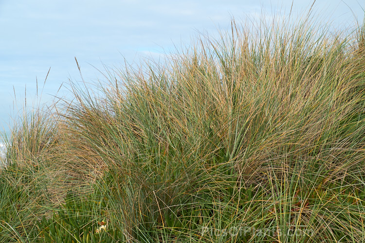 European Marram Grass or European Beach Grass (<i>Ammophila arenaria</i>), a coastal grass that builds and retains sand dunes due to the way it traps sand around the base of the foliage. Its native range is the coastal. North Atlantic, but is has been widely introduced in many areas for dune stabilisation. However, its invasive tendencies have given it a bad reputation for displacing native grasses. Order: Poales, Family: Poaceae