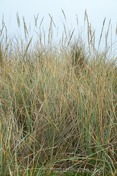 European Marram Grass or European Beach Grass (<i>Ammophila arenaria</i>), a coastal grass that builds and retains sand dunes due to the way it traps sand around the base of the foliage. Its native range is the coastal. North Atlantic, but is has been widely introduced in many areas for dune stabilisation. However, its invasive tendencies have given it a bad reputation for displacing native grasses. Order: Poales, Family: Poaceae