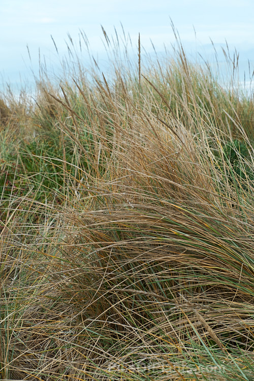 European Marram Grass or European Beach Grass (<i>Ammophila arenaria</i>), a coastal grass that builds and retains sand dunes due to the way it traps sand around the base of the foliage. Its native range is the coastal. North Atlantic, but is has been widely introduced in many areas for dune stabilisation. However, its invasive tendencies have given it a bad reputation for displacing native grasses. Order: Poales, Family: Poaceae